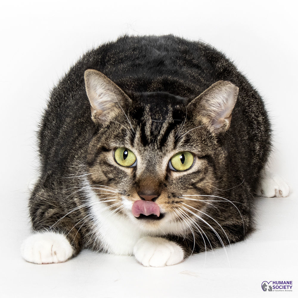 Adopt a friend: Silver